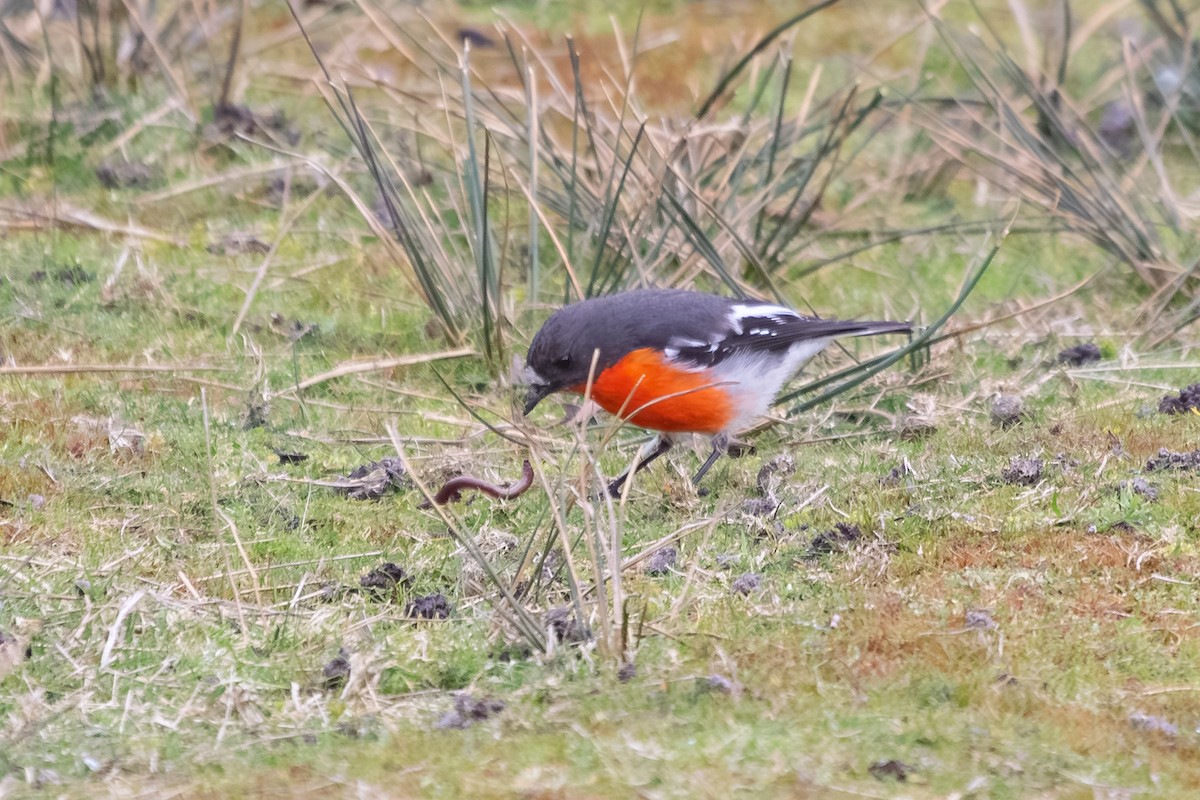 Flame Robin - ML638703085