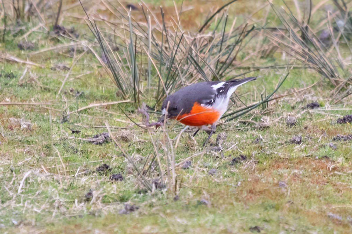 Flame Robin - ML638703086