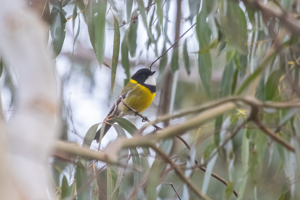 Golden Whistler - ML638703088