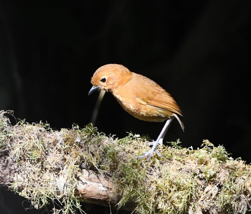 Equatorial Antpitta - ML638703091