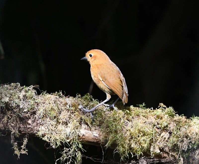 Equatorial Antpitta - ML638703094