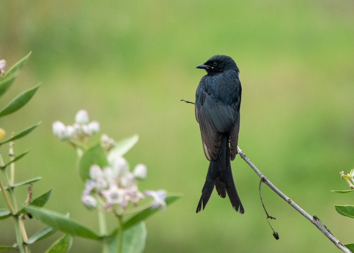 Black Drongo - ML638703105
