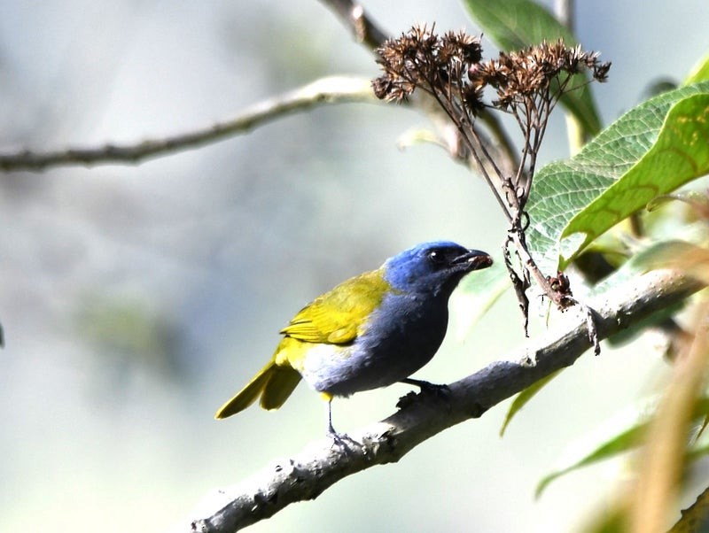 Blue-capped Tanager - ML638703108