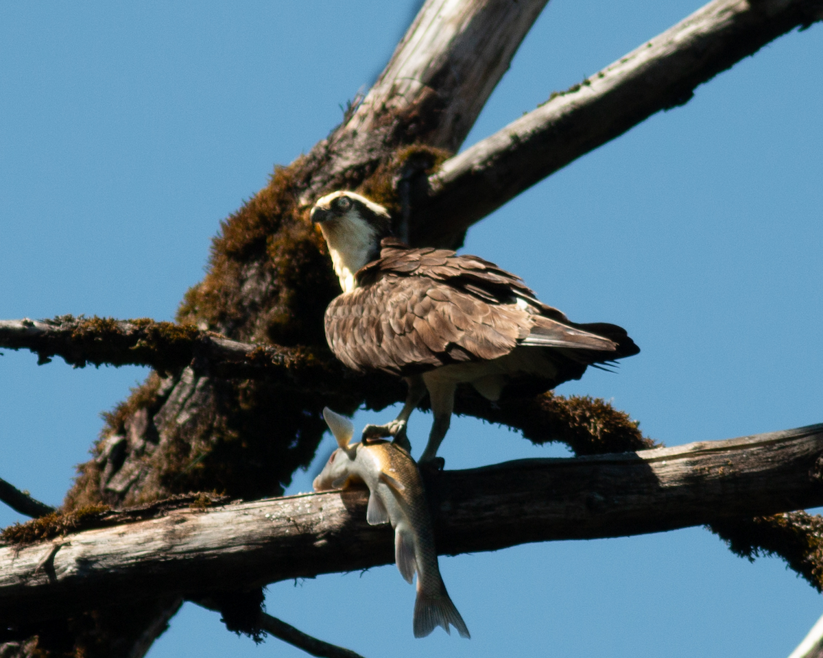 Osprey - ML638703113
