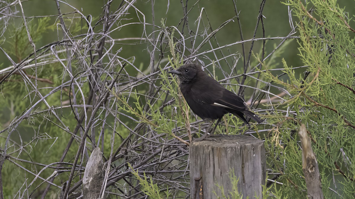 Northern Anteater-Chat - ML638703181