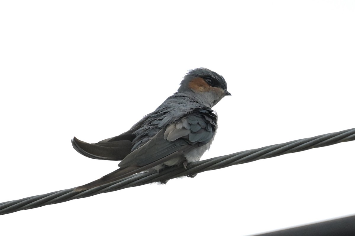 Crested Treeswift - ML638703184