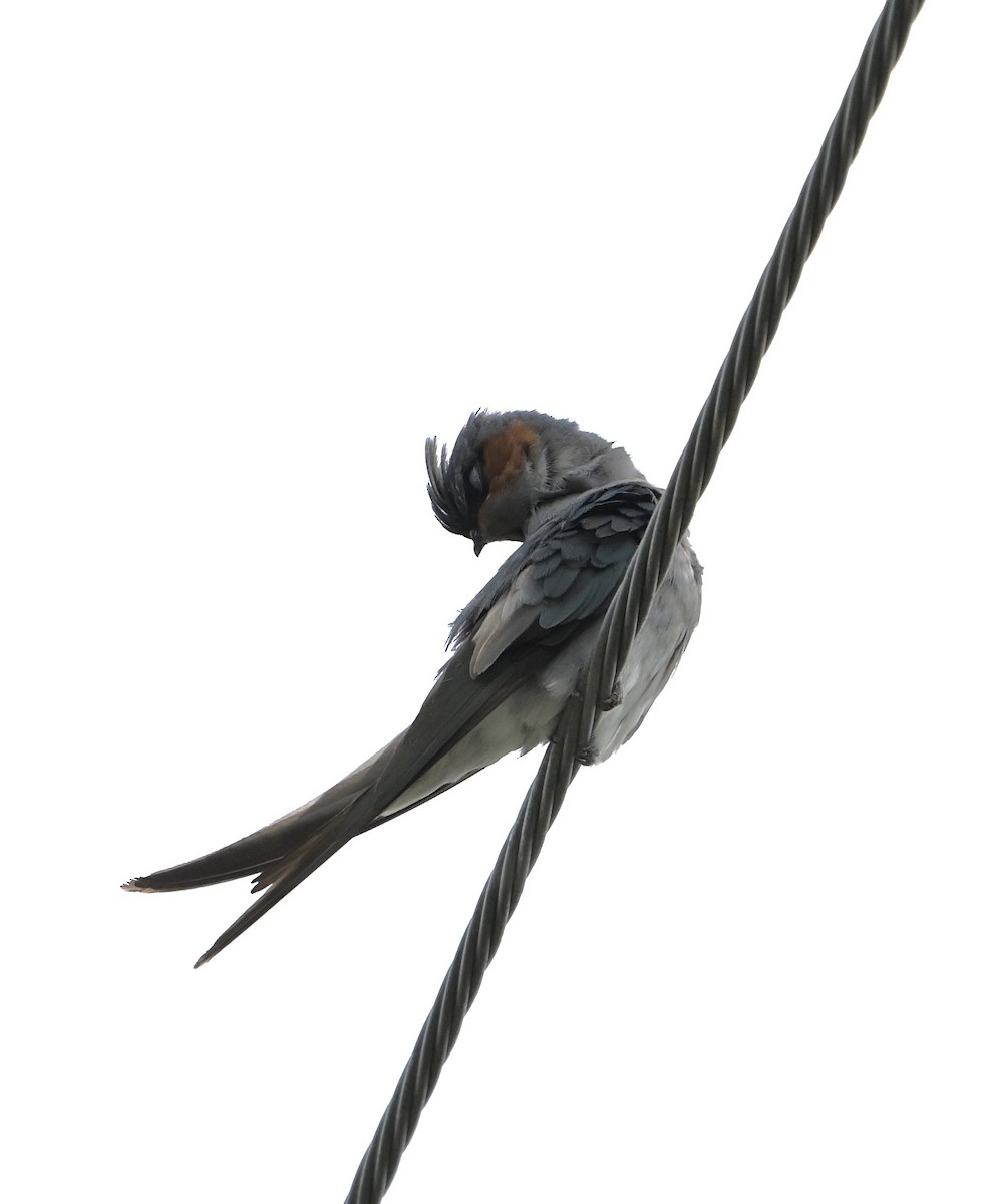 Crested Treeswift - ML638703185
