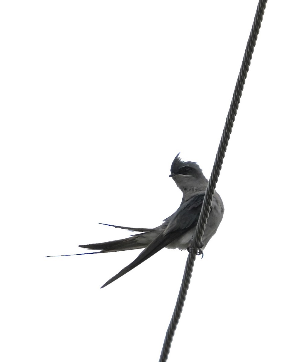 Crested Treeswift - ML638703186