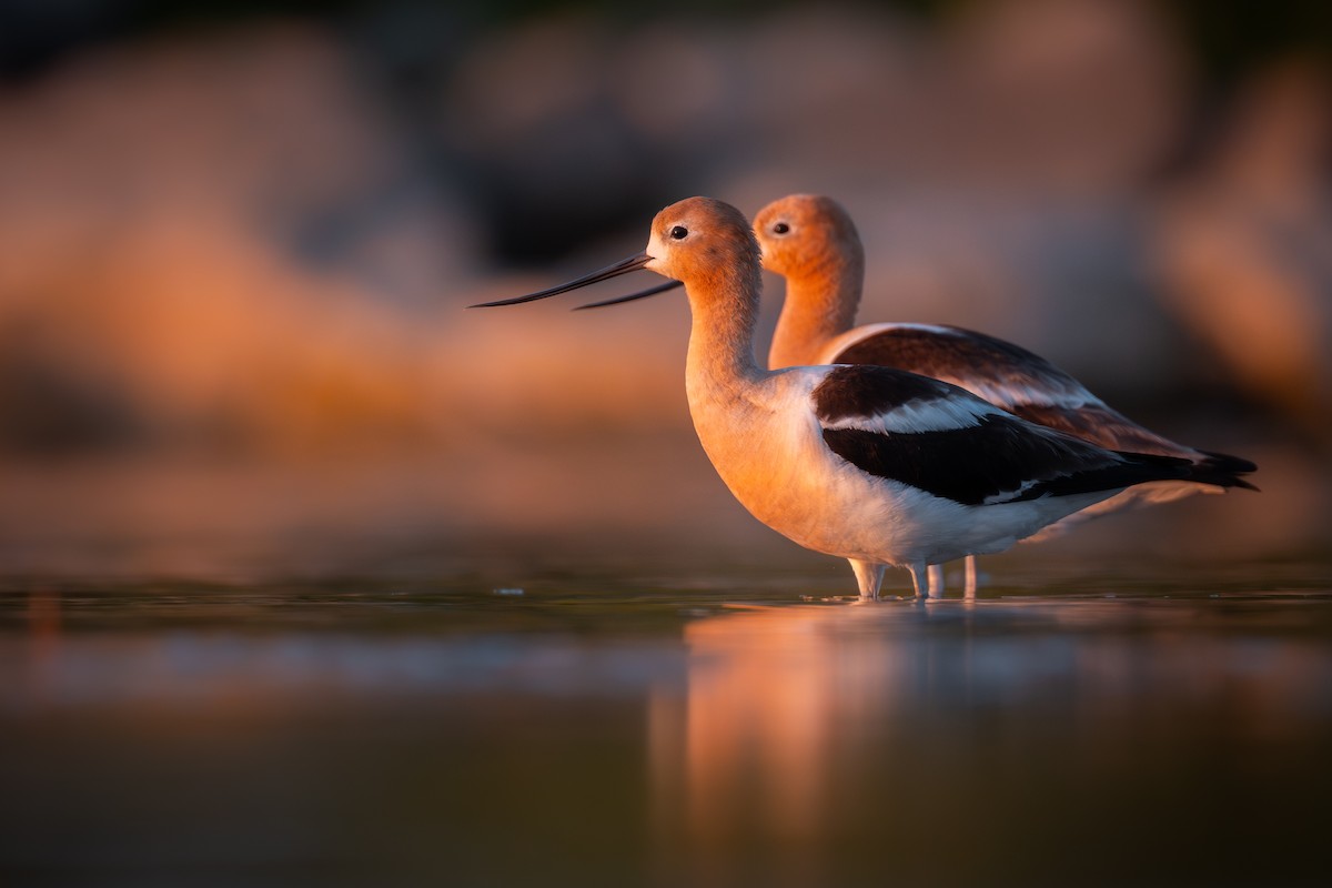 ML638703209 American Avocet - 1200