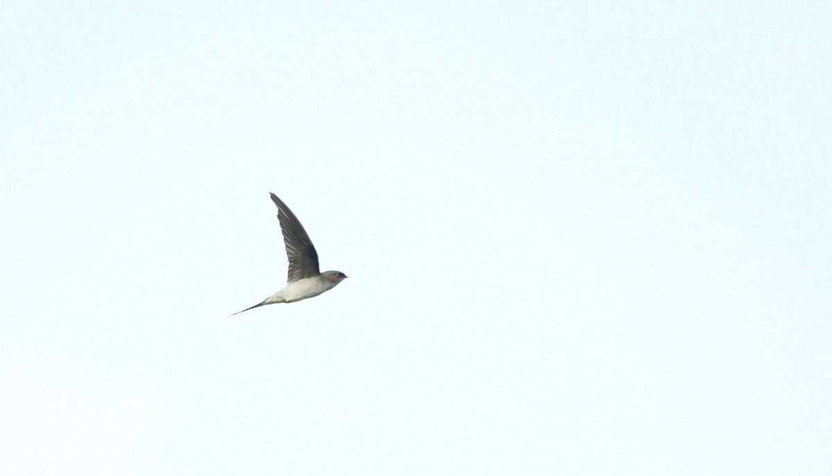 Gray-rumped Treeswift - ML638703218