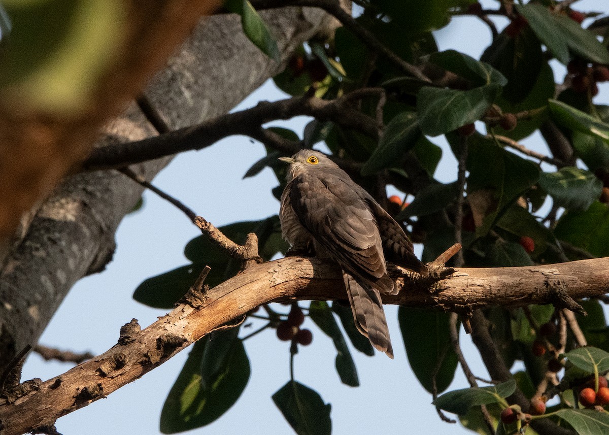 Common Hawk-Cuckoo - ML638703257