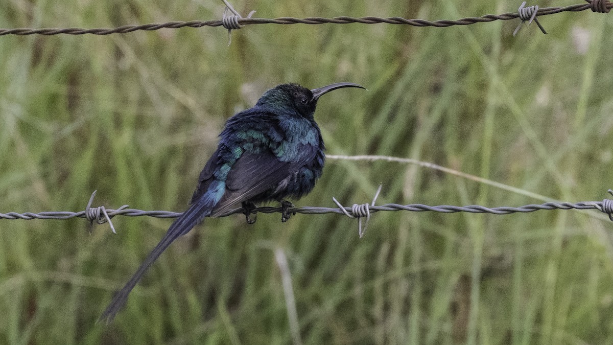 Malachite Sunbird - ML638703260