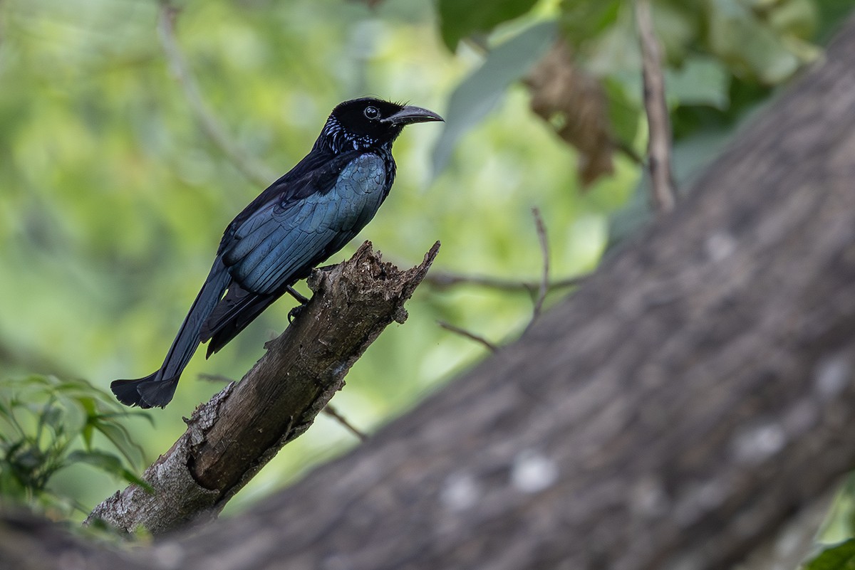 Hair-crested Drongo - ML638703270