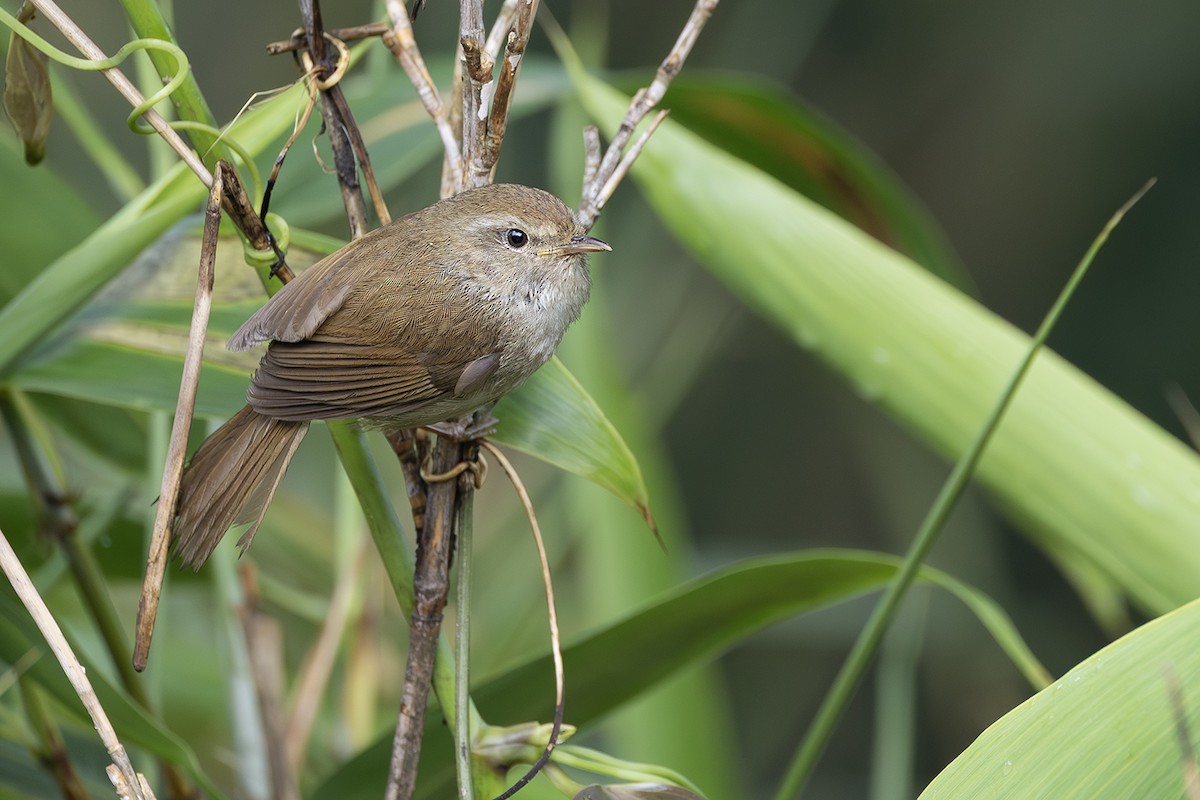 Brownish-flanked Bush Warbler - ML638703290