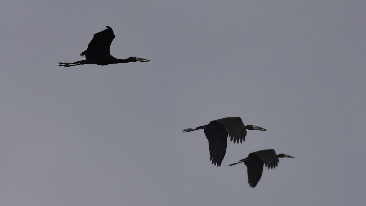 African Openbill - ML638703308