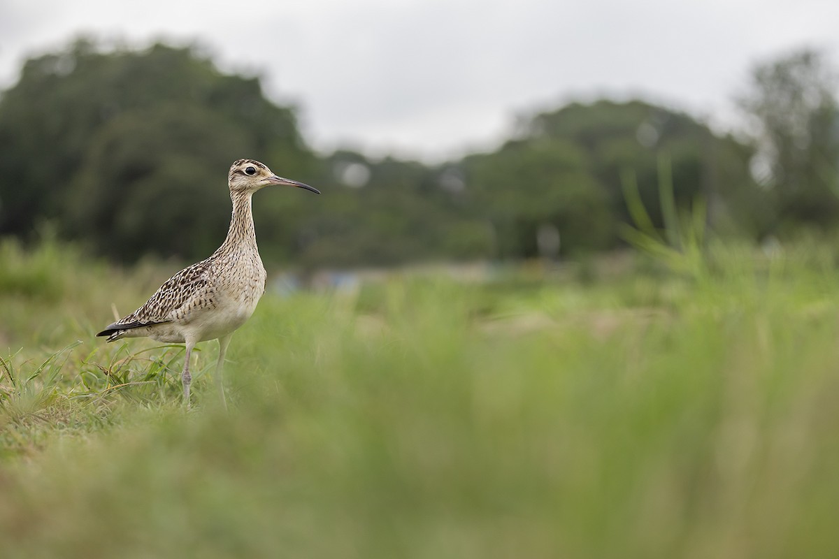 Little Curlew - ML638703351