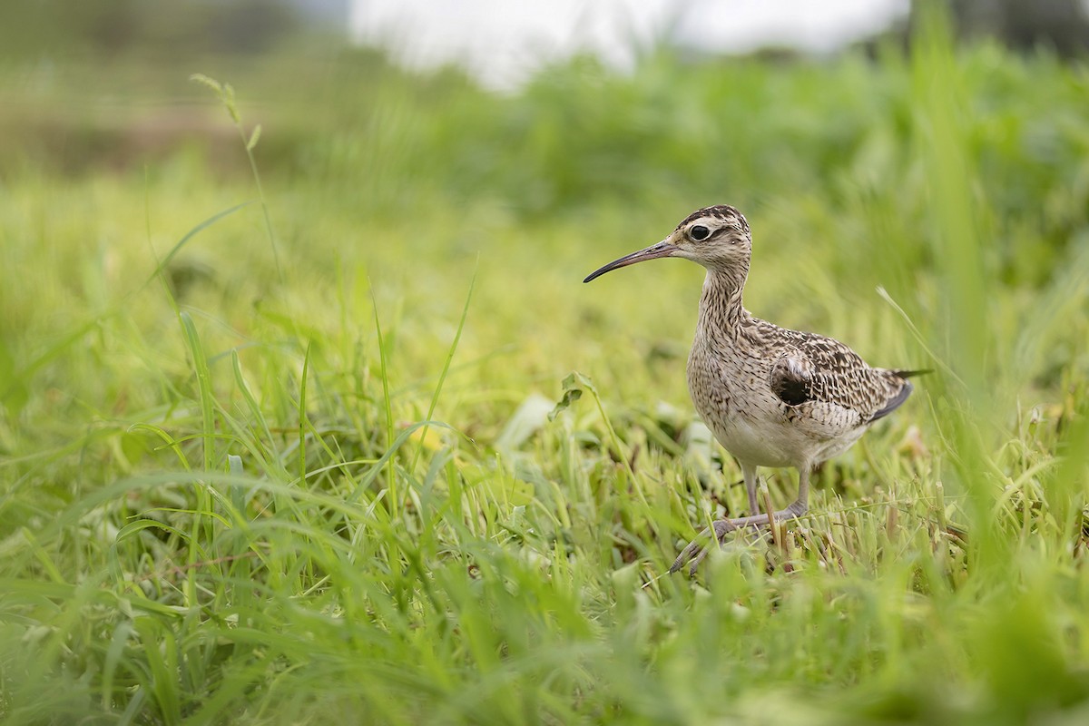 Little Curlew - ML638703352