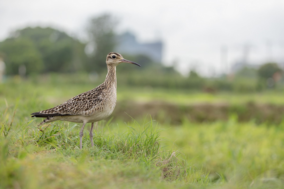 Little Curlew - ML638703353