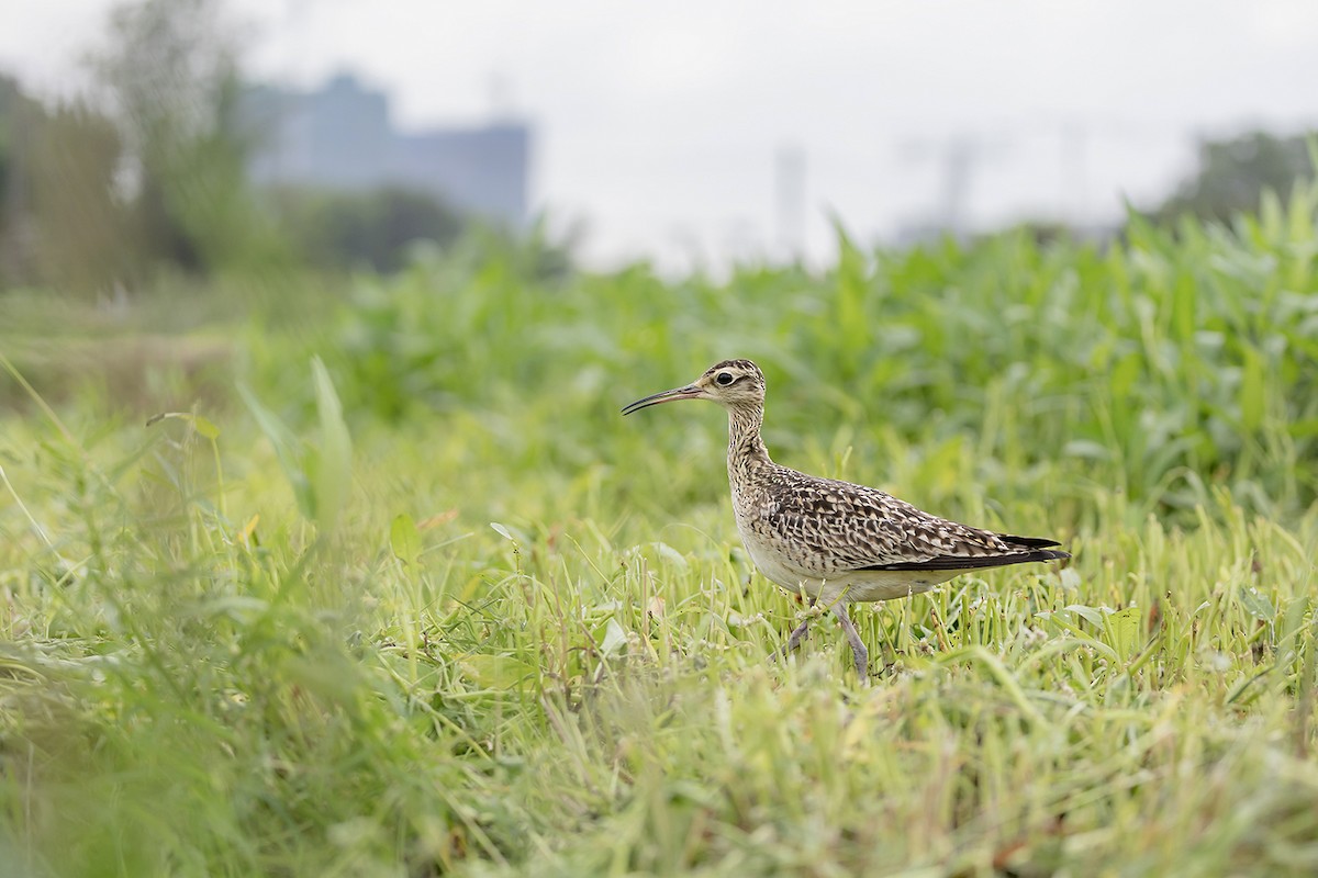 Little Curlew - ML638703354
