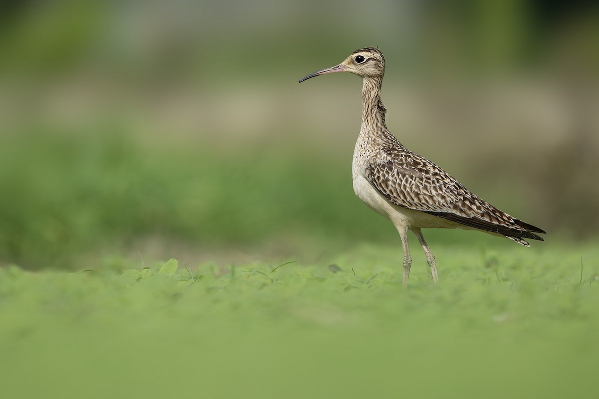 Little Curlew - ML638703360