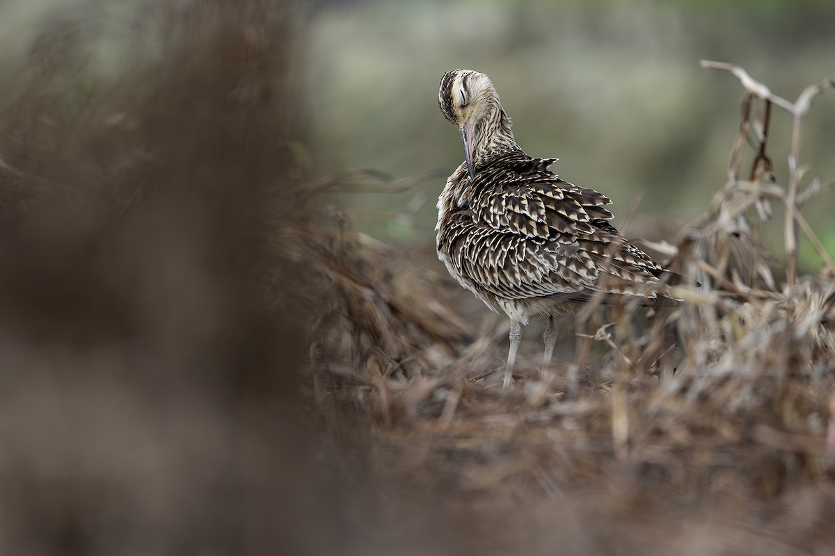 Little Curlew - ML638703361