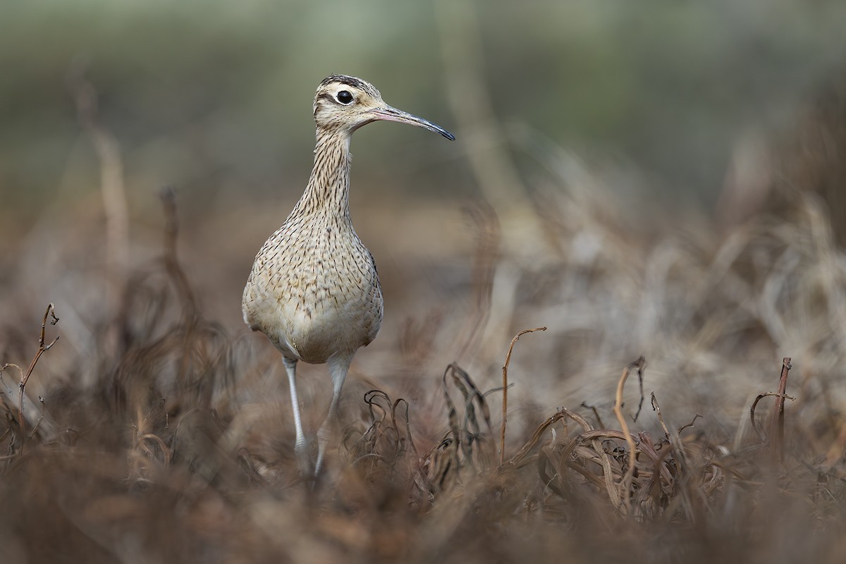 Little Curlew - ML638703362