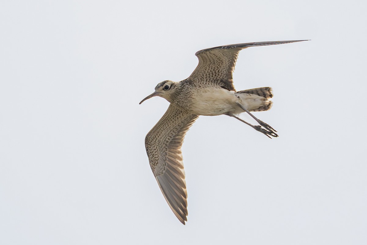 Little Curlew - ML638703363