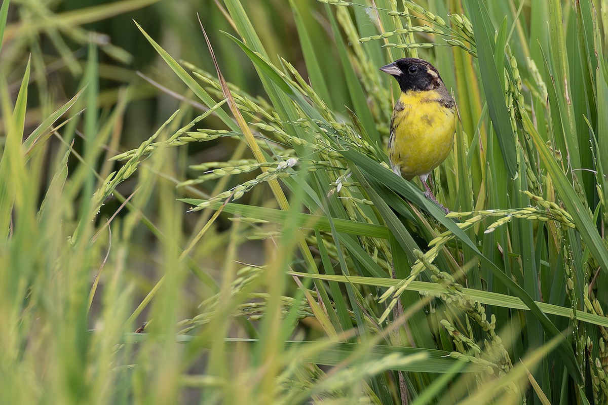 Yellow-breasted Bunting - ML638703366