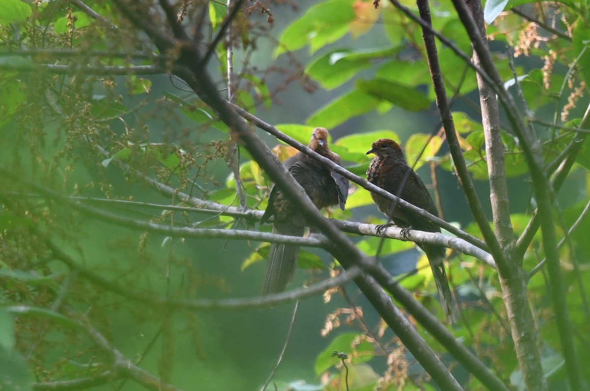 Little Cuckoo-Dove - ML638703380