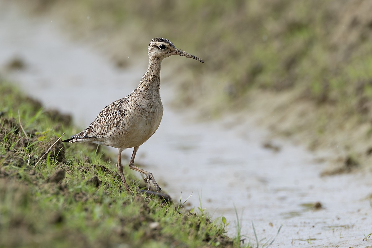 Little Curlew - ML638703389