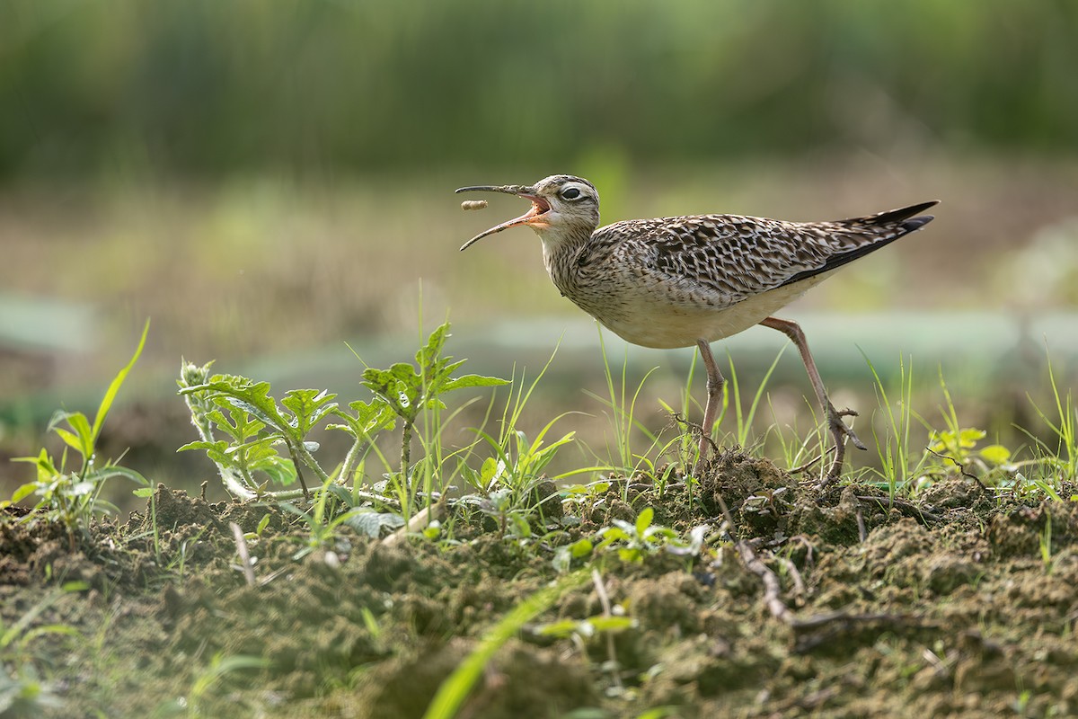Little Curlew - ML638703390
