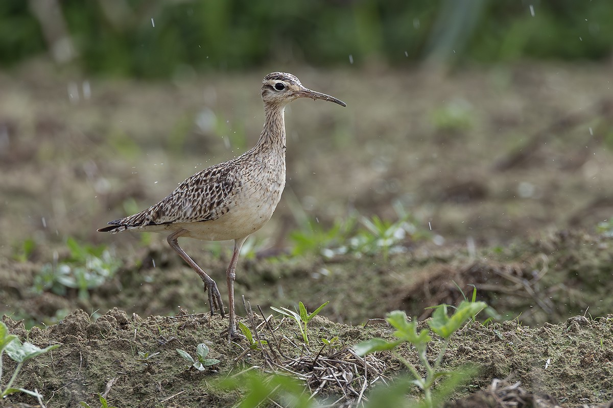 Little Curlew - ML638703391