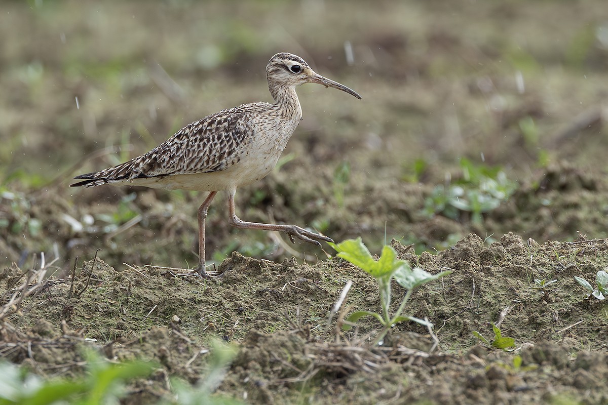 Little Curlew - ML638703392