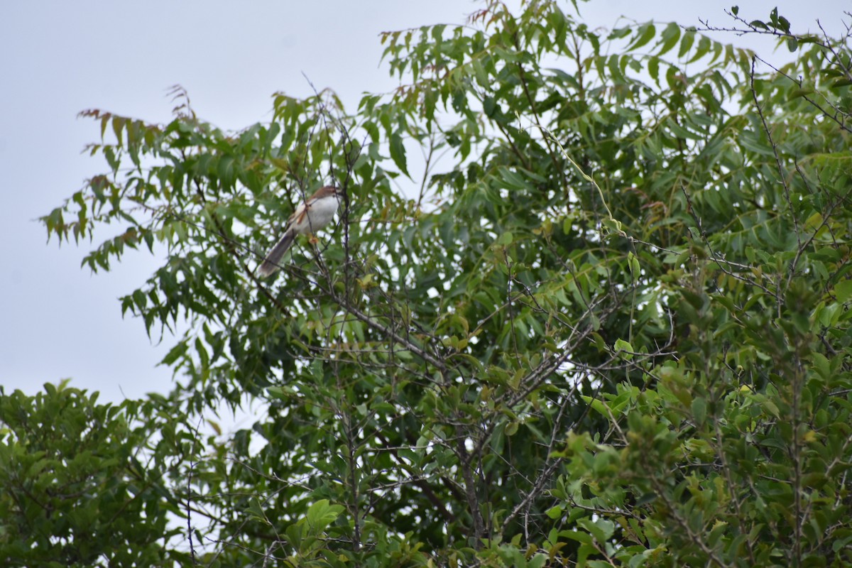 Yellow-eyed Babbler - ML638703399