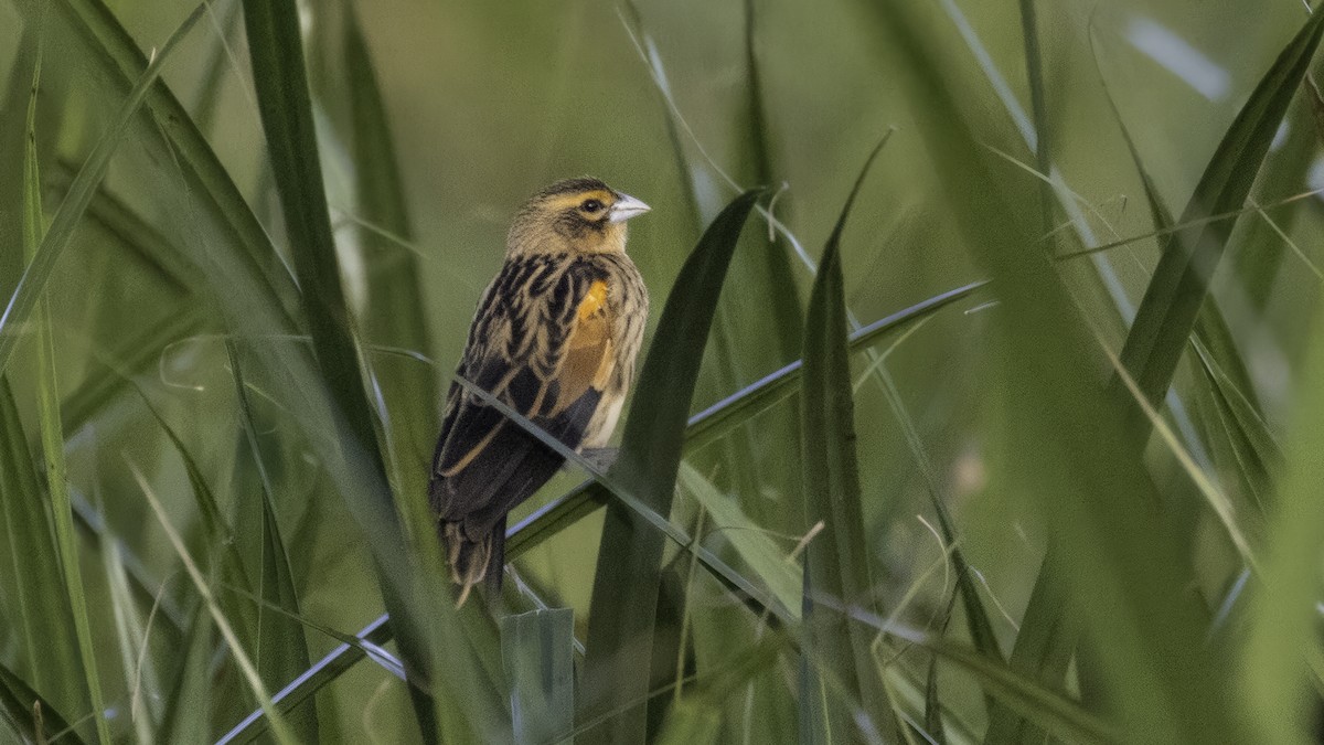 Fan-tailed Widowbird - ML638703409