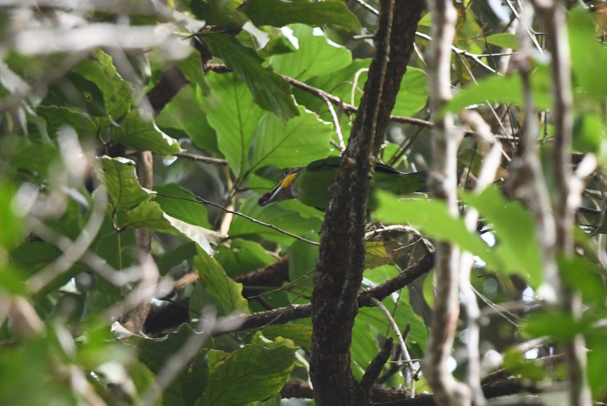 Gold-whiskered Barbet - ML638703422