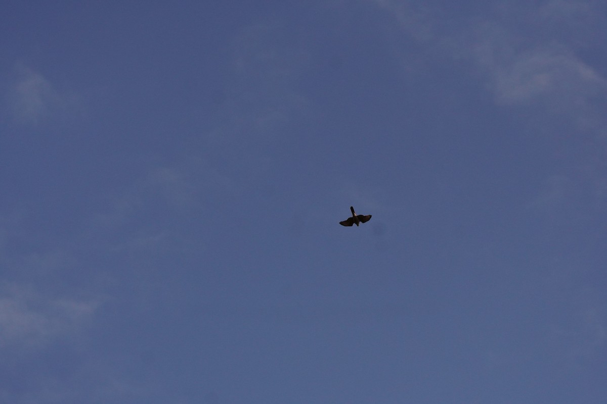 Brown Goshawk - ML638703450