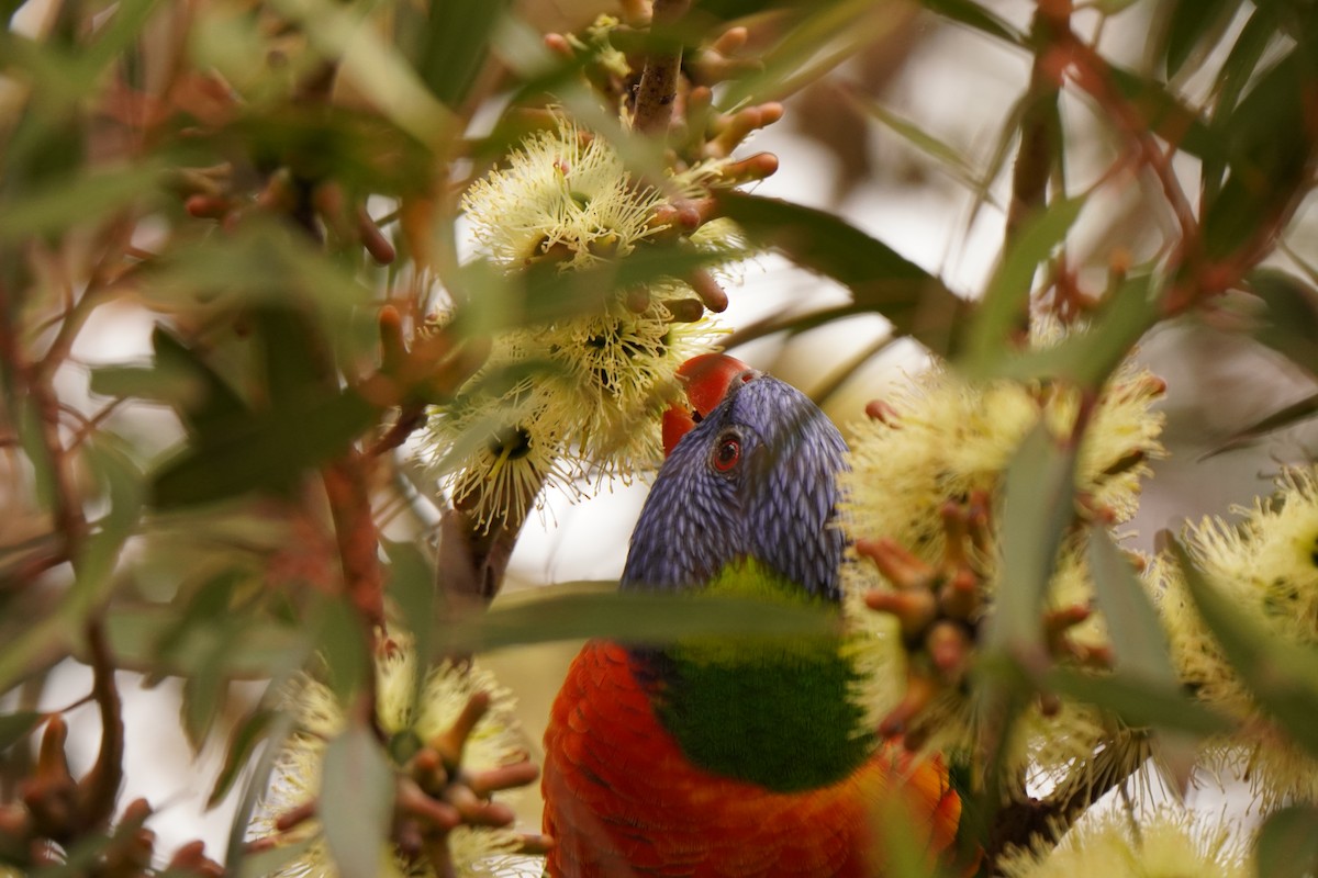 Rainbow Lorikeet - ML638703459