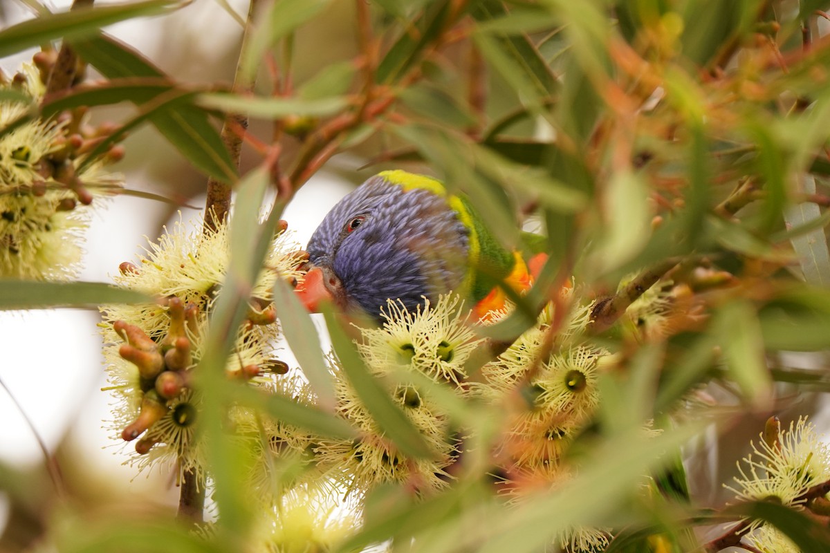 Rainbow Lorikeet - ML638703460