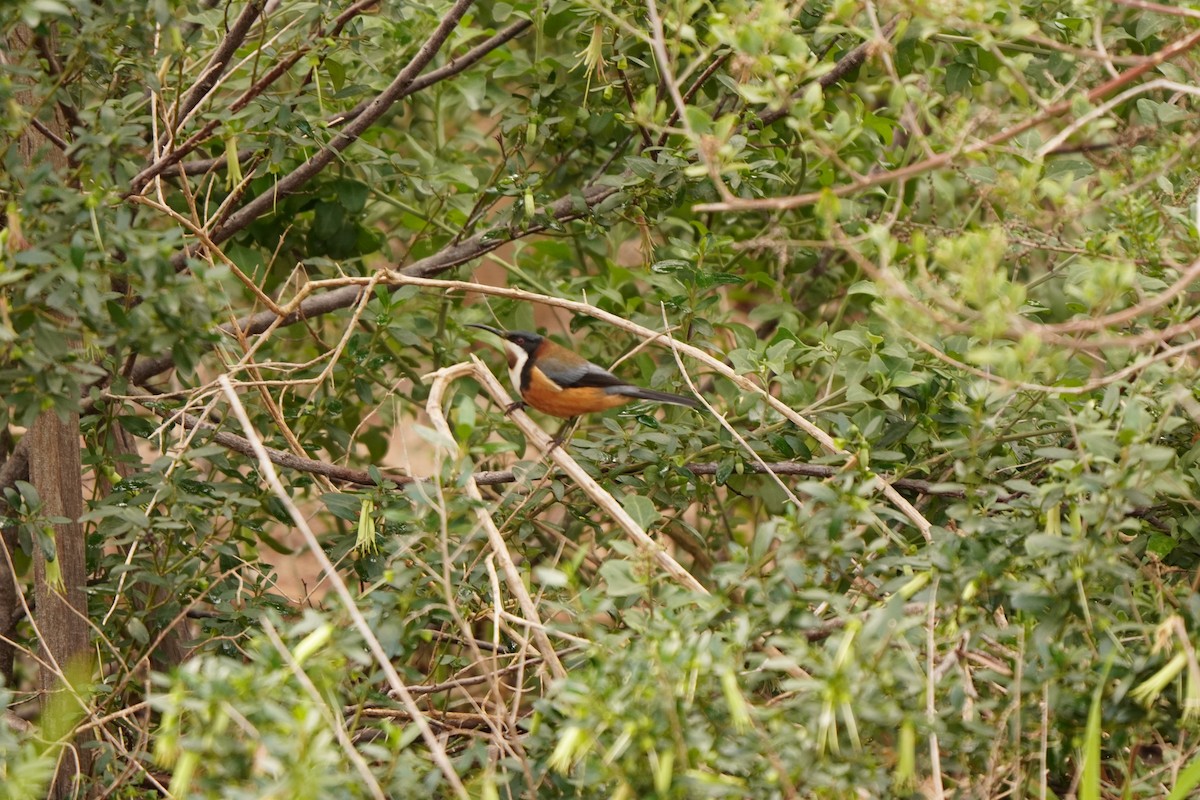 Eastern Spinebill - ML638703464