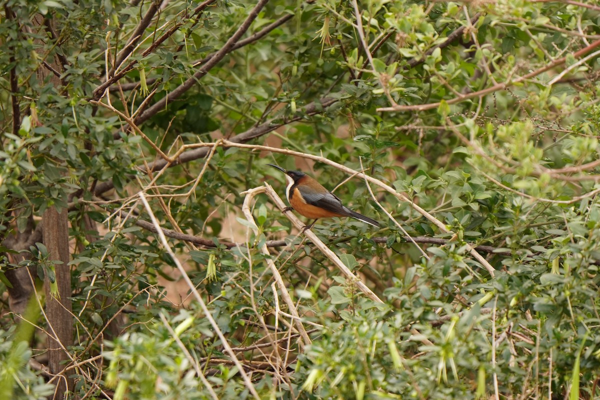 Eastern Spinebill - ML638703465