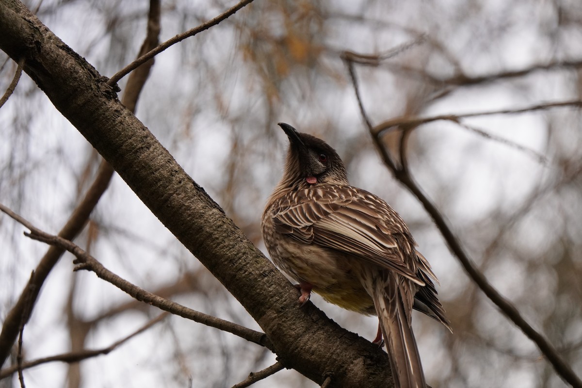 Red Wattlebird - ML638703471