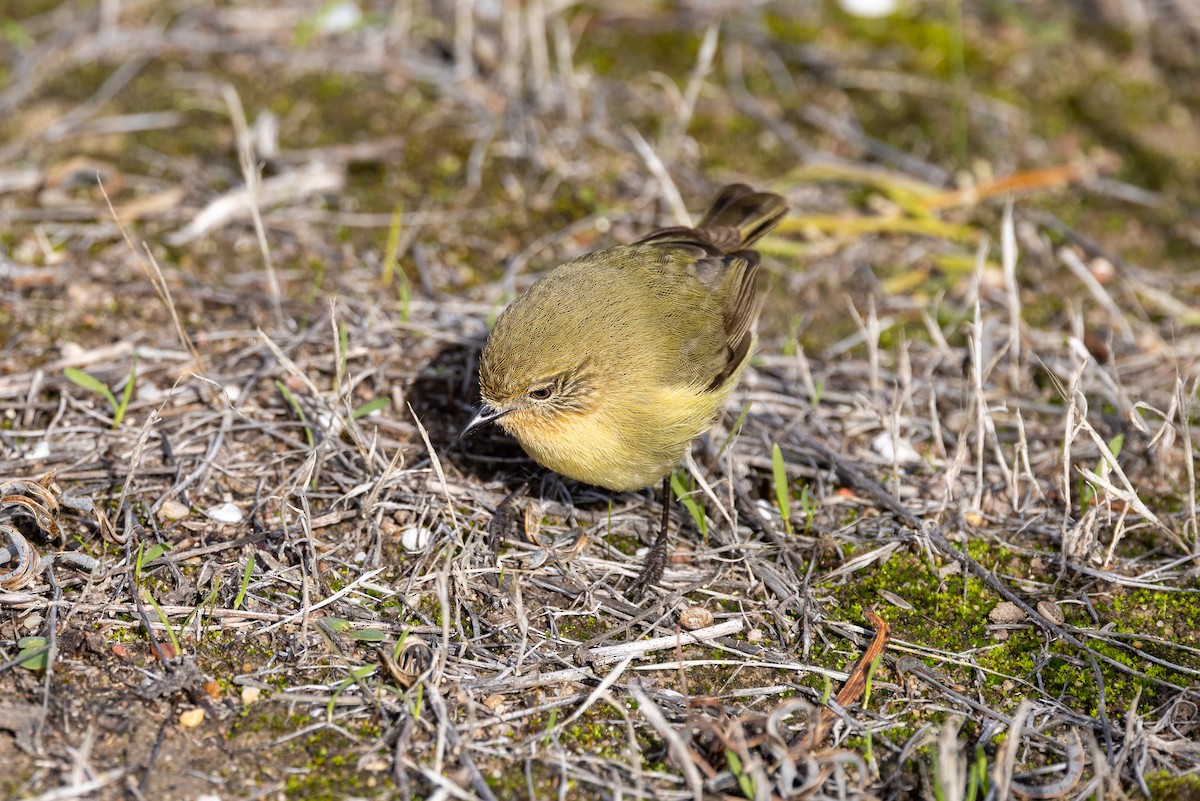 Yellow Thornbill - ML638703479