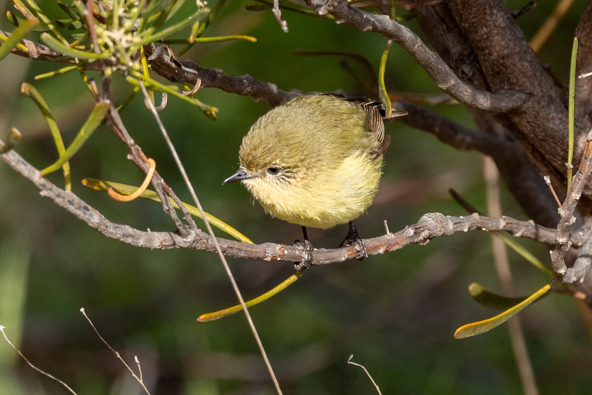 Yellow Thornbill - ML638703481