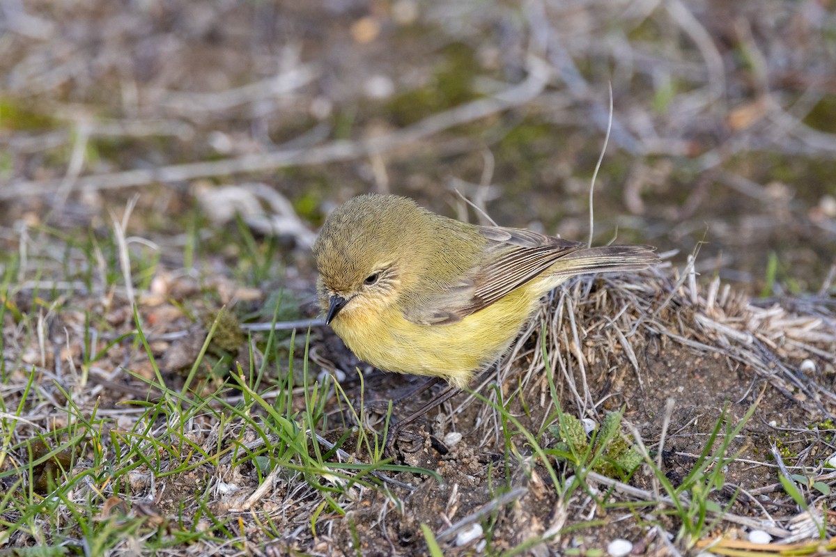 Yellow Thornbill - ML638703482