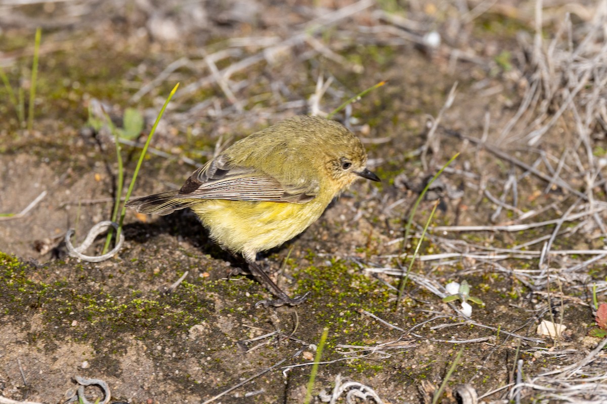 Yellow Thornbill - ML638703483