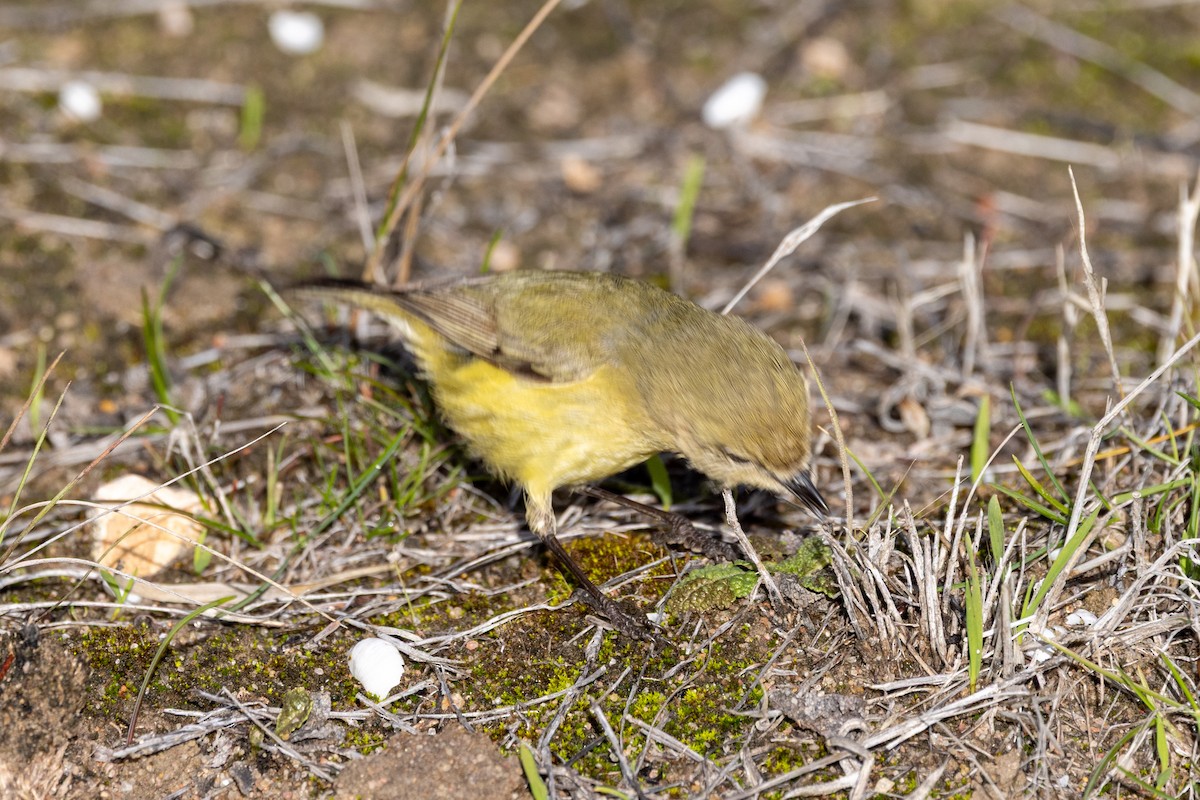 Yellow Thornbill - ML638703484
