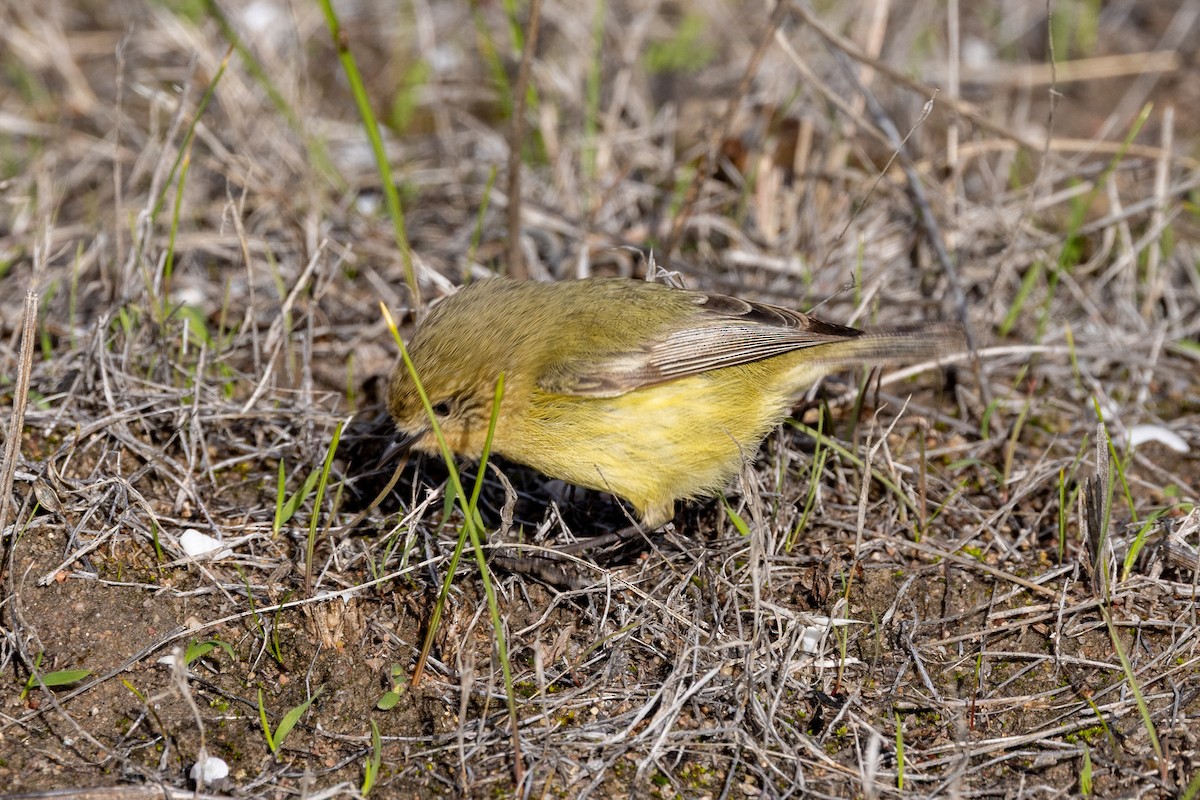 Yellow Thornbill - ML638703485
