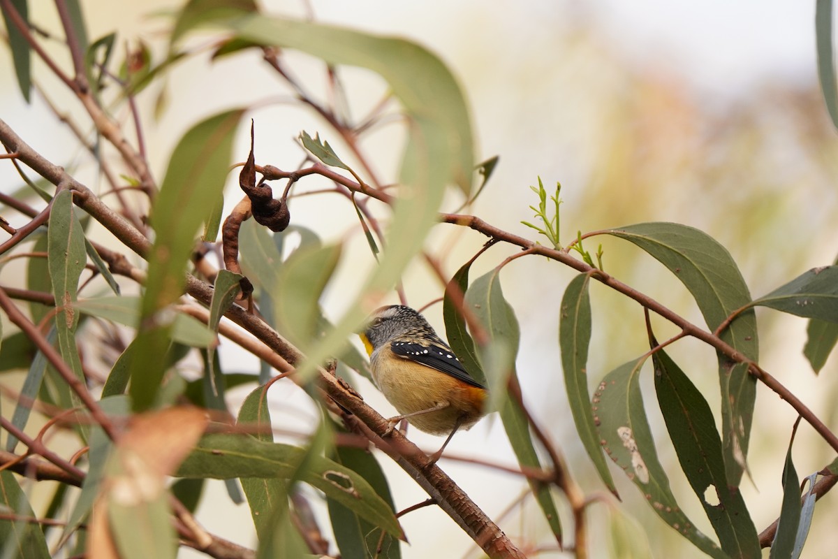 Spotted Pardalote - ML638703486