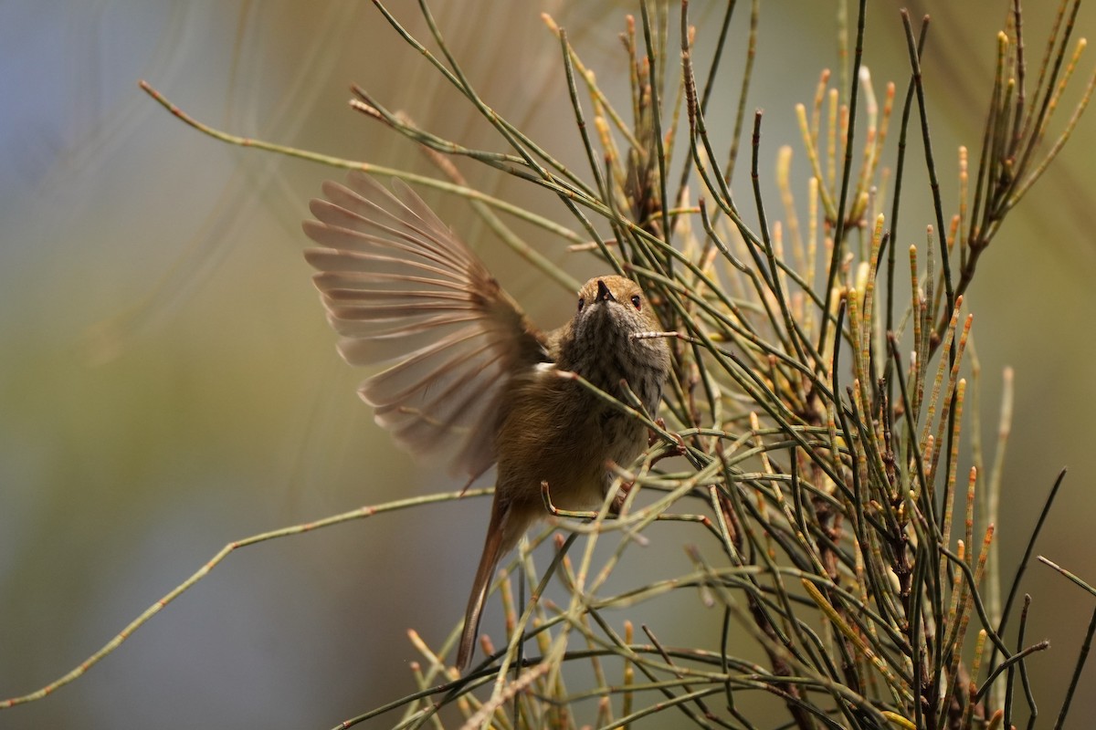 Brown Thornbill - ML638703489